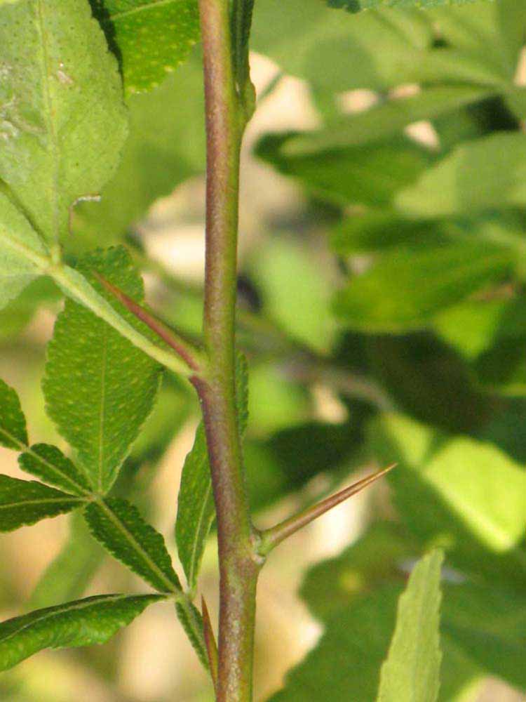            First year twig (Riverside, CA)   